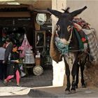 Esel in Fes/Marokko