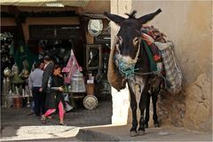Esel in Fes/Marokko