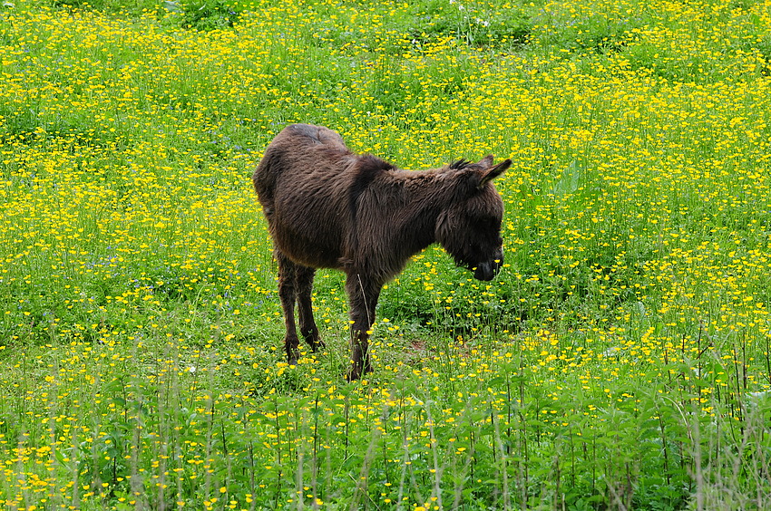 Esel in Gelb