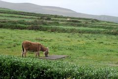 Esel in Irland