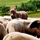 Esel in Schafherde auf Schwäbischer Alb