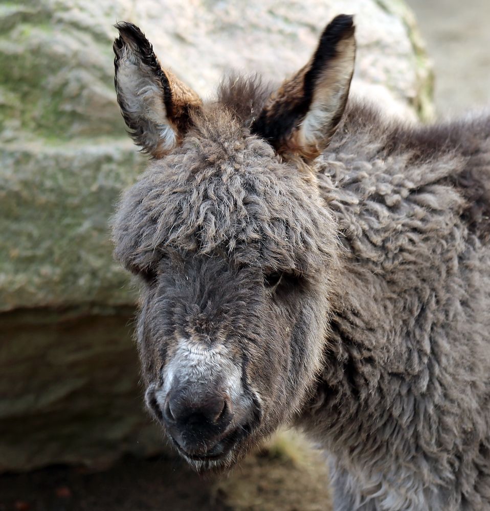 Esel -Jungtier- Foto & Bild | natur, zoo, tiere Bilder auf fotocommunity