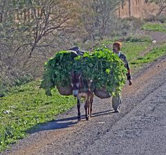 Esel Lastentransport