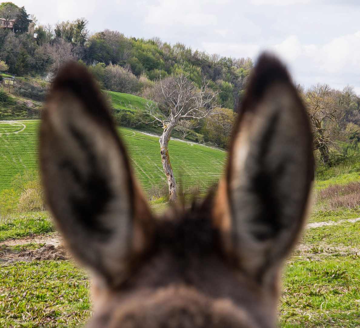 Esel mit Durchblick