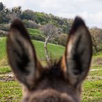 Esel mit Durchblick