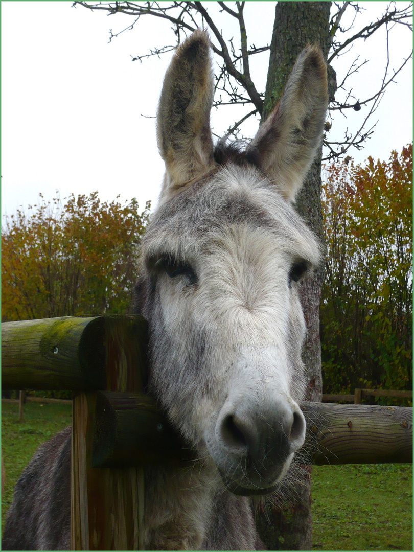 Esel-mit-Durchblick 