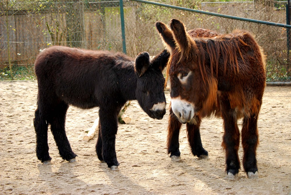 Esel mit Fohlen