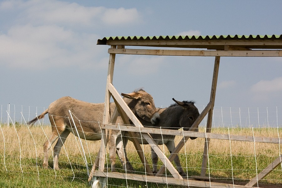 Esel oder Maultier 2