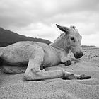 Esel On The Beach