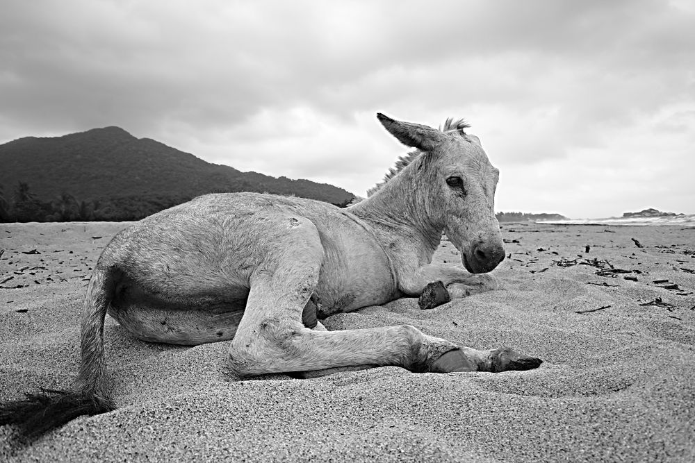 Esel On The Beach von Pixelpix 