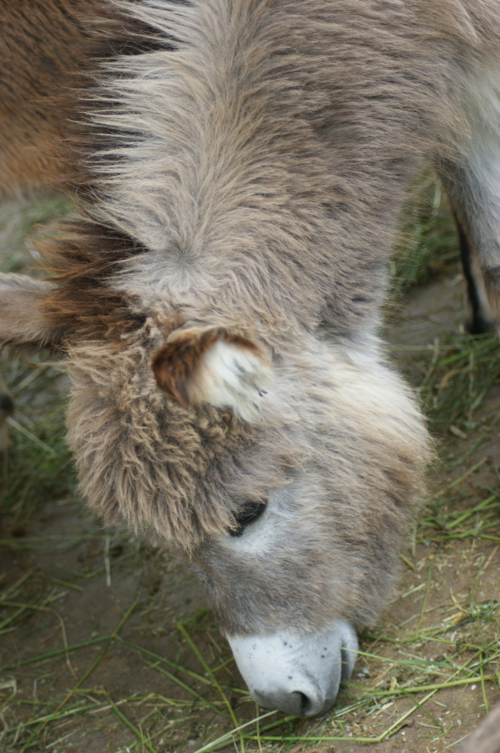 Esel (Opelzoo)