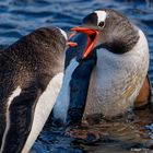 Esel-Pinguine beim Palaver