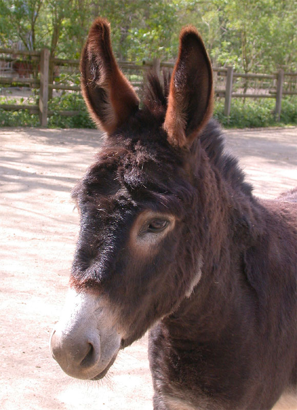 Esel-Portrait