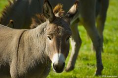 Esel- Tierpark Sababurg