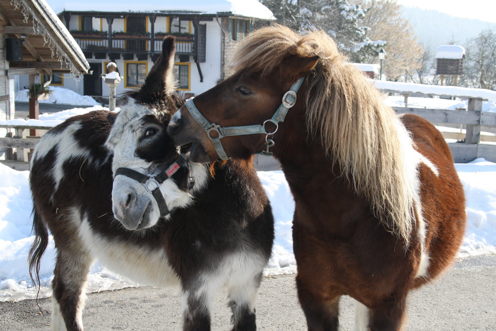 Esel und Pony