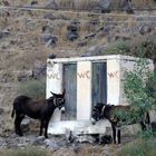 Esel-WC ...auf Thirassia