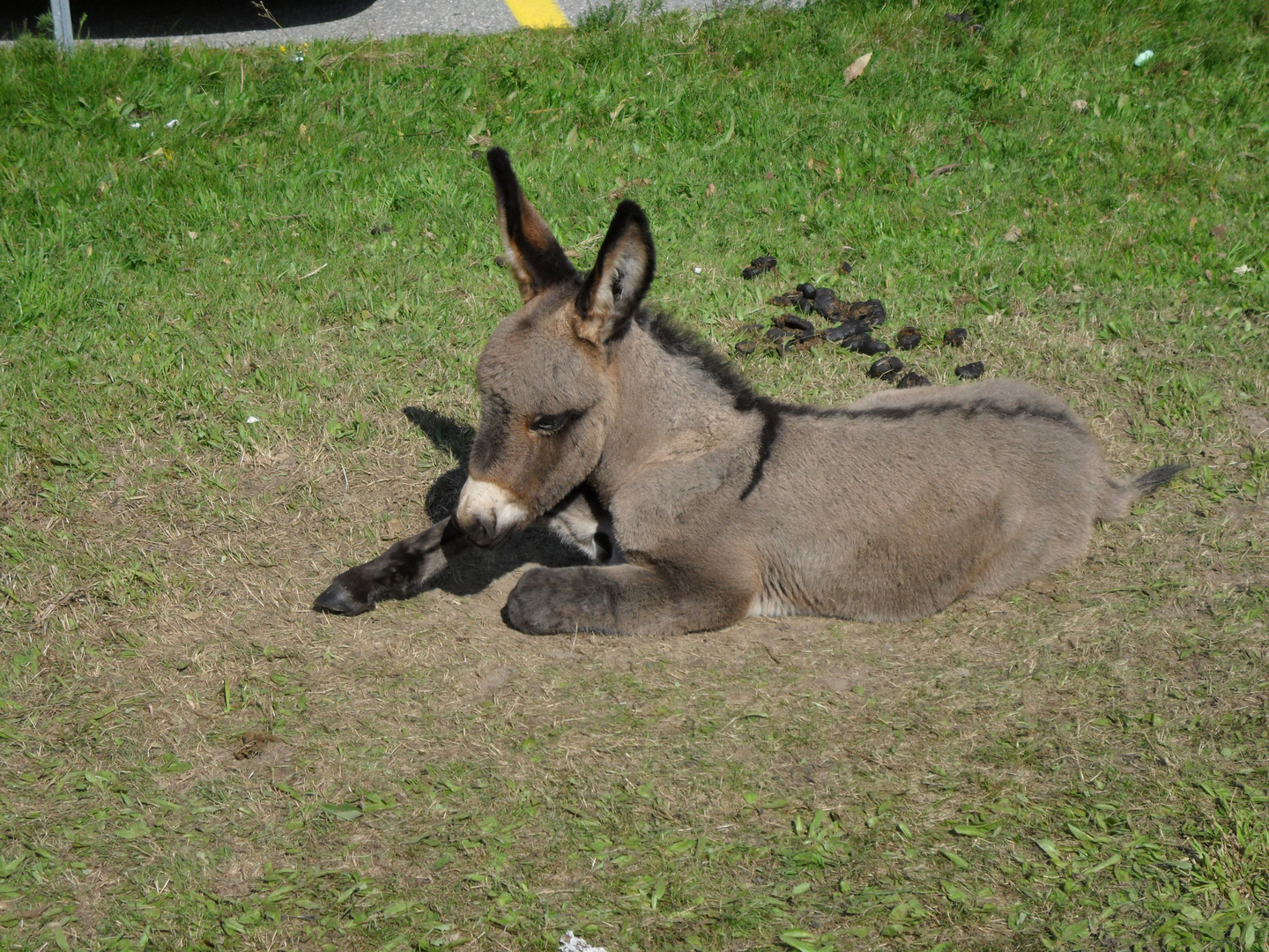 Esel wieder erwacht (2012.07)