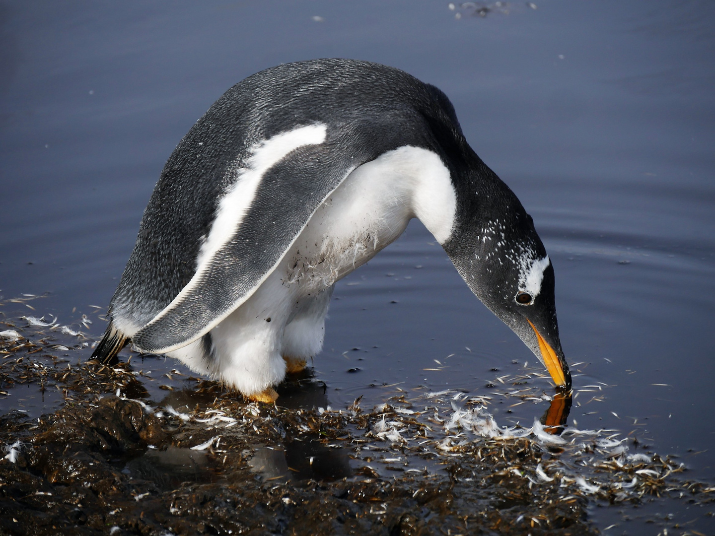 Eselapinguin am Volunteer Point