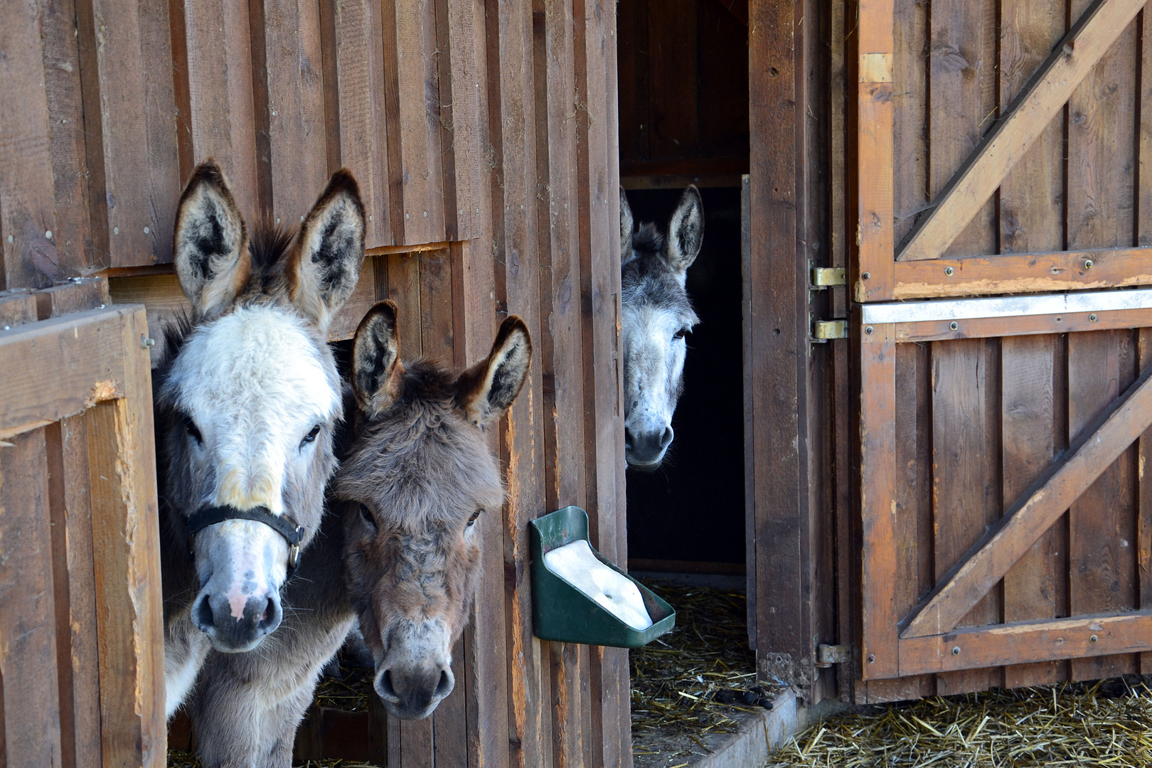 Eselfamilie