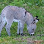 Eselfohlen Cindy: Verloren und wieder gefunden! - 