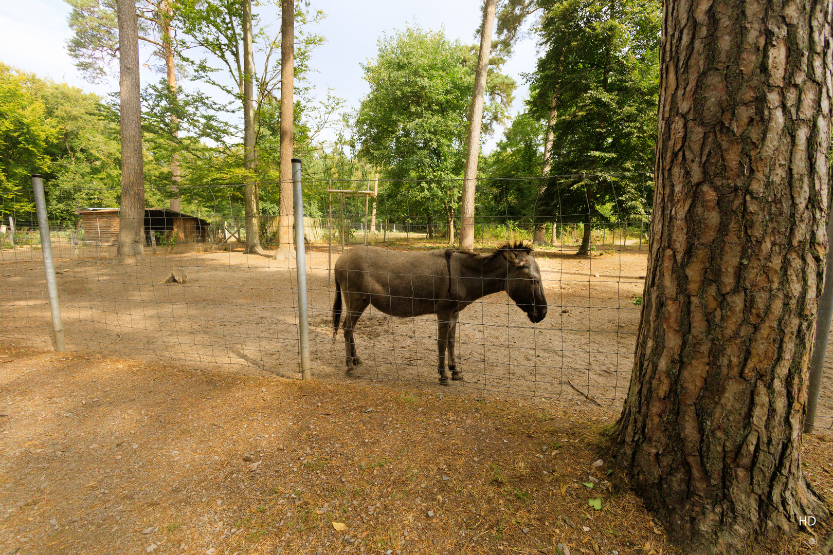 Eselgehege im Vogelpark