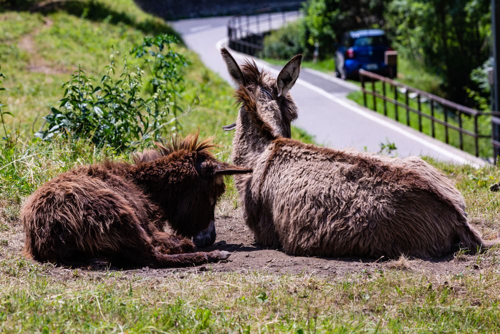 Eselin mit Jungem im Valle di Muggio