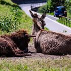 Eselin mit Jungem im Valle di Muggio