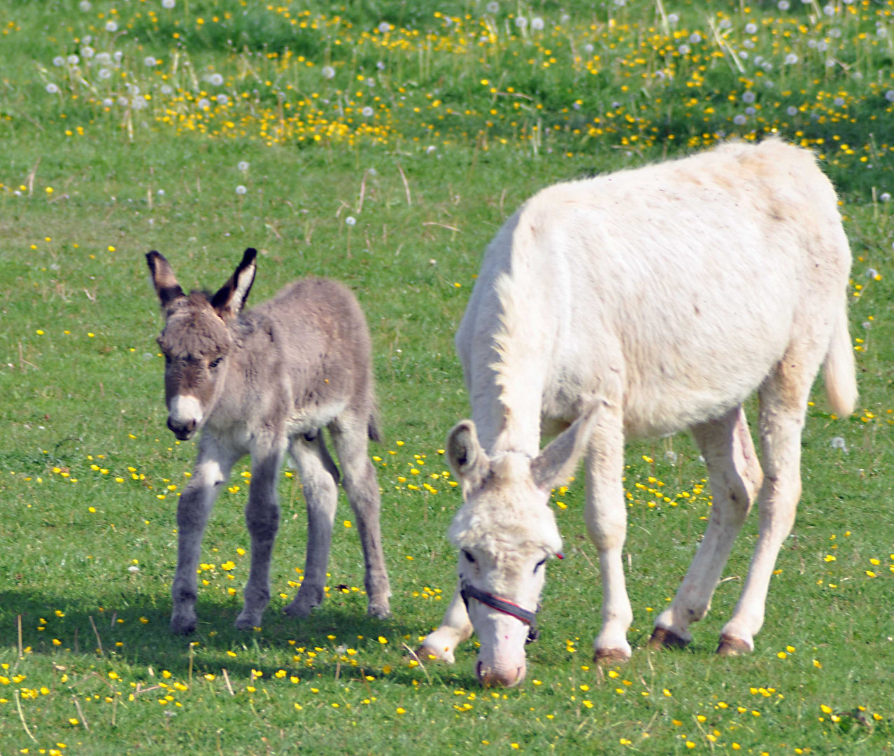 Eselin mit Nachwuchs.