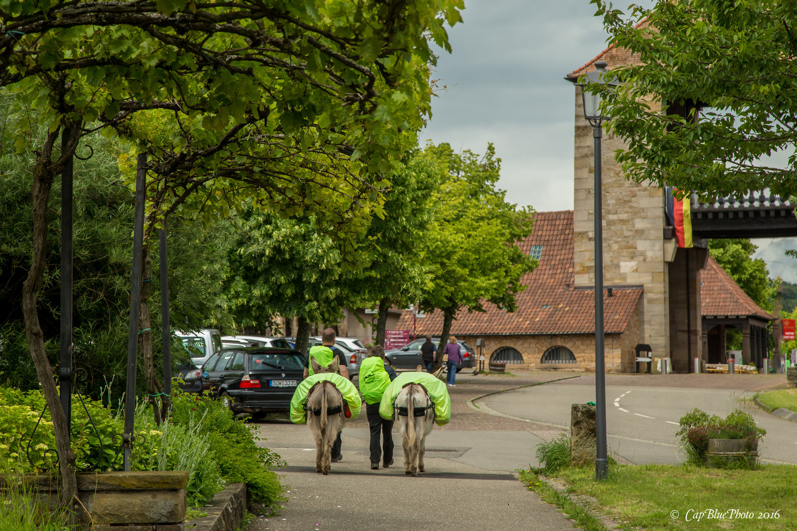 Eselkarawane durch die Südpfalz