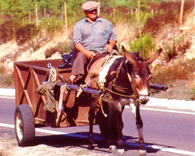 Eselkarren in Calvi