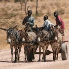 Eselkarren in Namibia