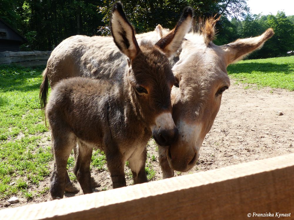 Eselmama mit 2h altes Fohlen