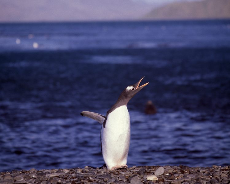 Eselpinguin