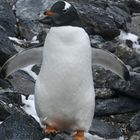 Eselpinguin