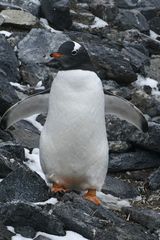 Eselpinguin