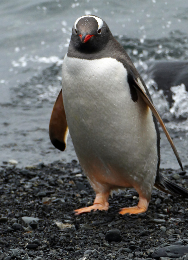 Eselpinguin