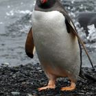 Eselpinguin