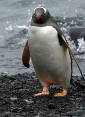 Eselpinguin