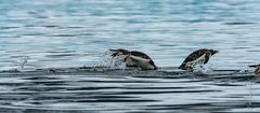 Eselpinguine auf der Jagd 