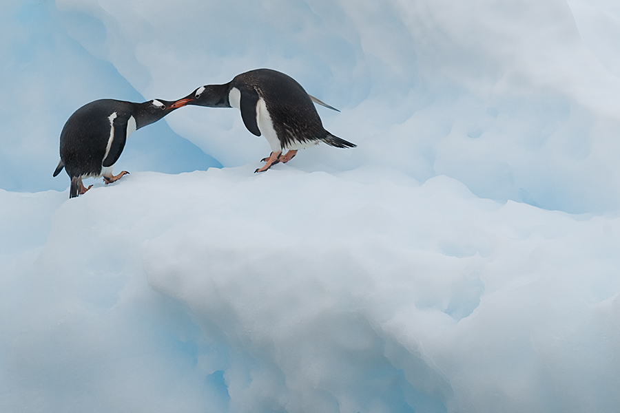 Eselpinguine auf Eis