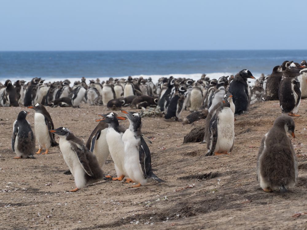 Eselpinguine auf Saunders Island