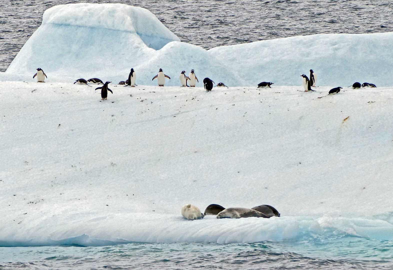 Eselpinguine und Wedellrobben auf einer Eisscholle