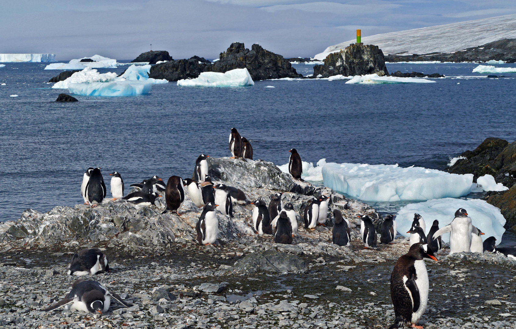 Eselpinguinkolonie auf der Base Esperanza