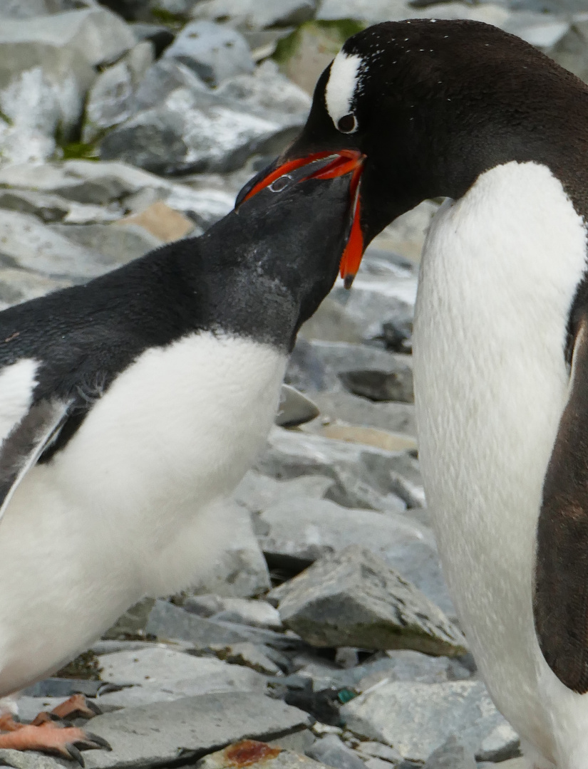 Eselpinguinküken schaut wo das Essen bleibt