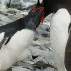 Eselpinguinküken schaut wo das Essen bleibt