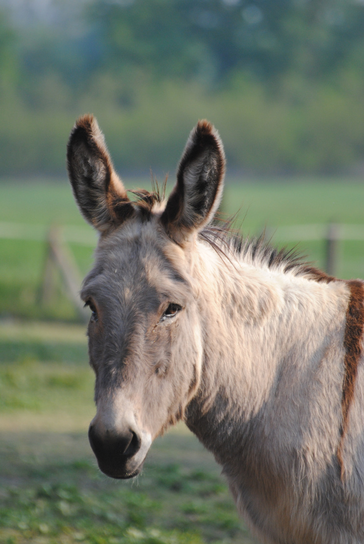 Eselportrait