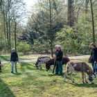 "Eselrunde" im Bürgerpark Bremen