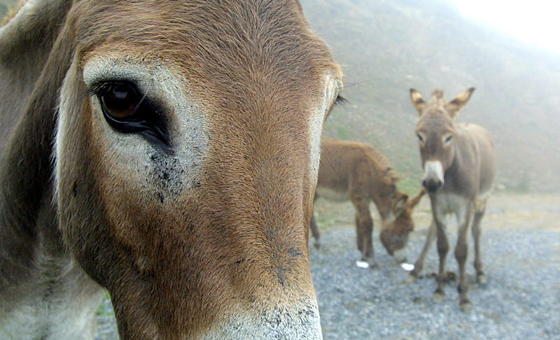 Eselsaugen