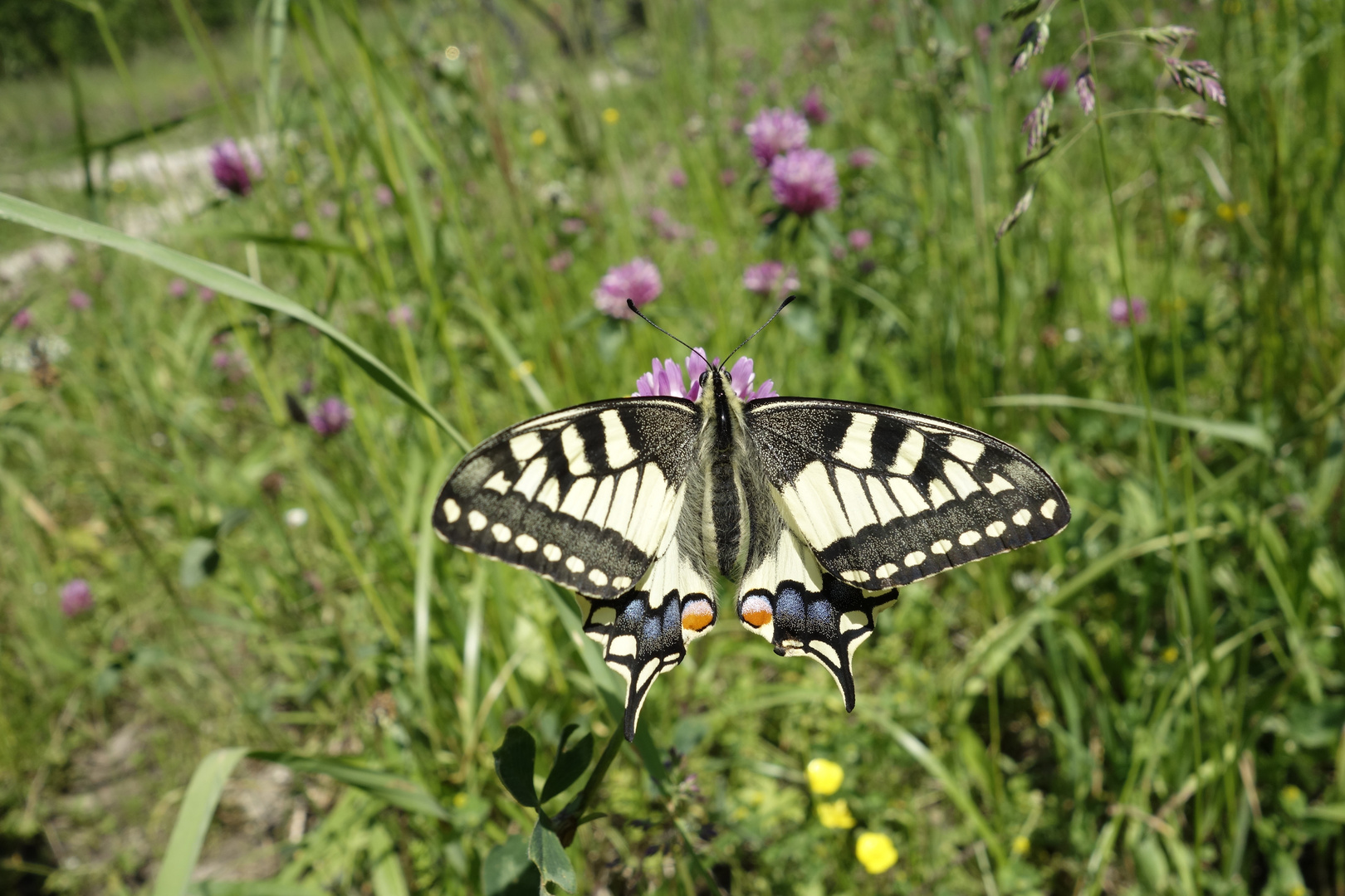 Eselsburger Tal Schmetterling