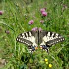 Eselsburger Tal Schmetterling